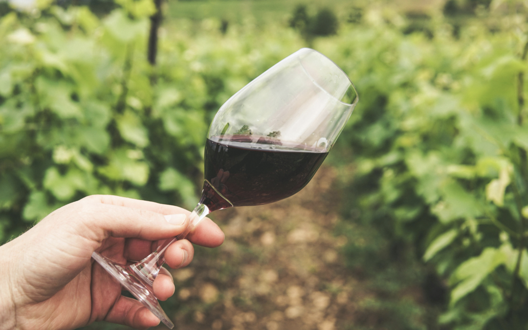 Sangiovese: de meest waanzinnige druif voor wijn